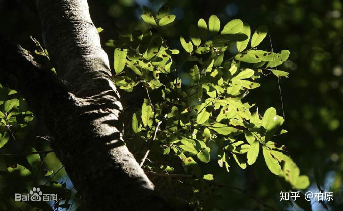 而黑酸枝类的红木家具,以刀状黑黄檀dalbergia cultrata grah,黑黄檀