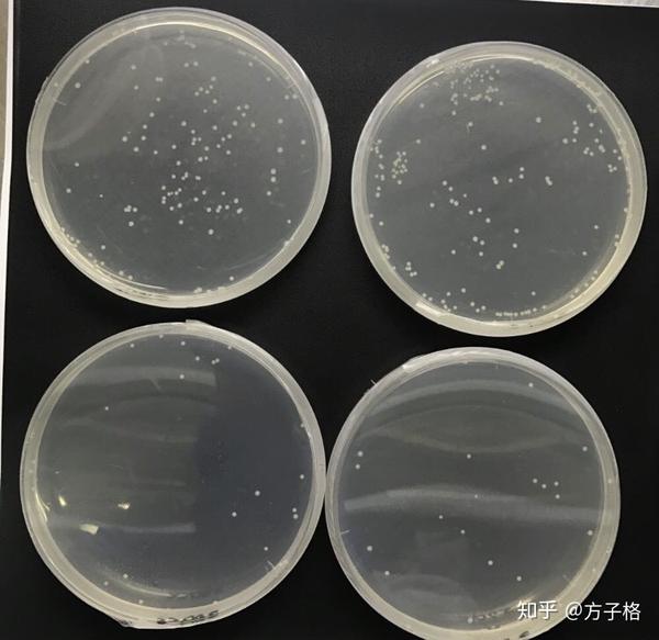 这位兄弟那你肯定是没养过菌 金葡的味道就够一言难尽了 大肠杆菌呢?