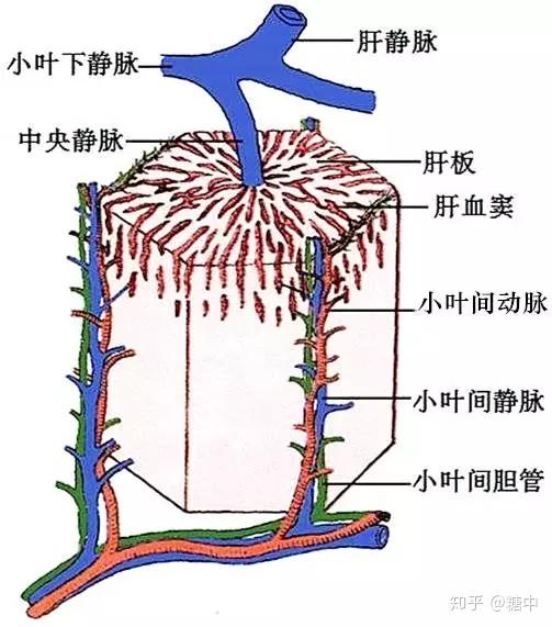 肝脏结构和功能的单位是肝小叶,呈多角形,肝小叶的中央有一条圆形