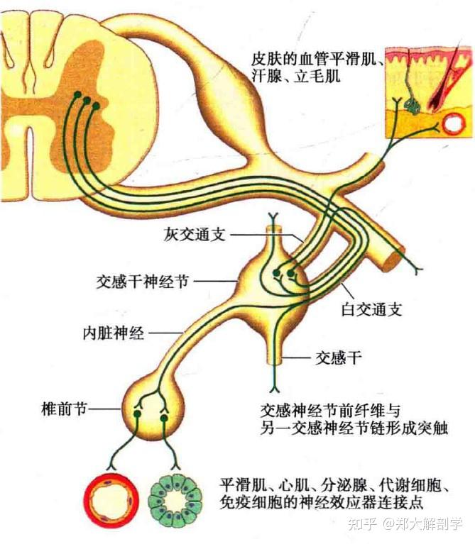 所以,进入胸上部交感干的节前纤维,除一部分终于相应的椎旁神经节外