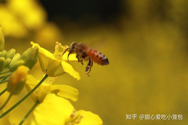 解剖一株油菜花