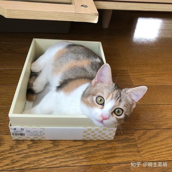 瘦瘦的猫咪小可爱也是很漂亮的
