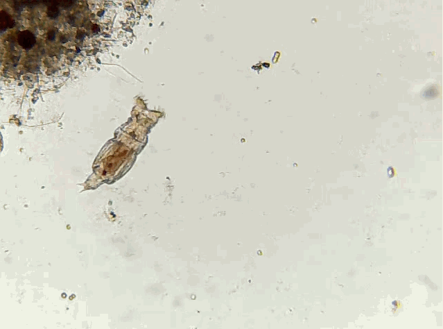 水熊虫应该是大家都最熟知的隐生生物了,而且它的隐生能力确实是强