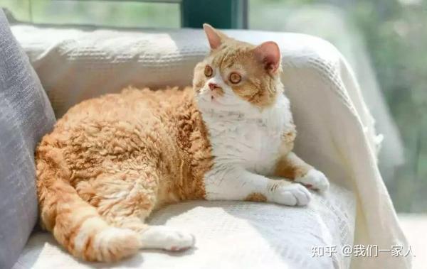 这些"不怕热"的猫咪,就要夏天养,太省心了