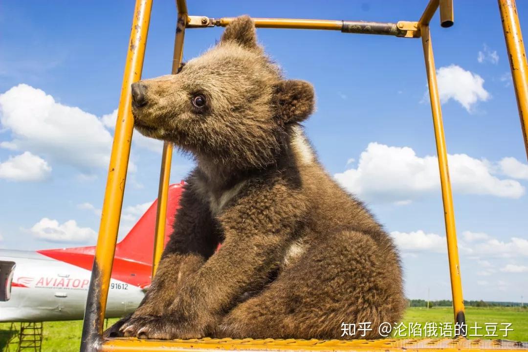 俄罗斯小熊熊曼萌的故事