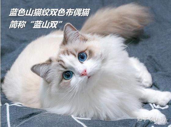 奶油色等 花纹:虎斑纹,鱼骨纹,山猫纹等 色块:重点色,双色,手套色,梵