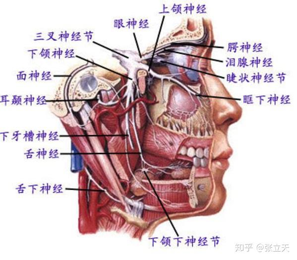 人体面部分布着很多复杂的神经,下颌角磨骨时需要将软组织剥离,露出