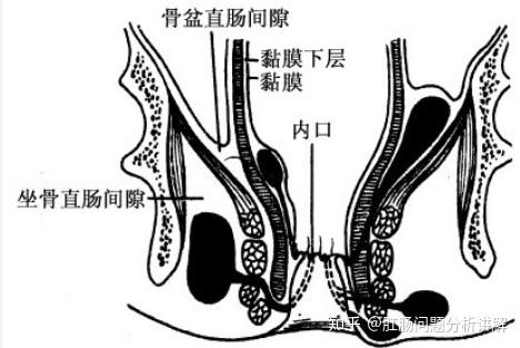 肛周脓肿症状,肛周脓肿的病因病理