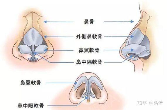 从审美角度分析成毅的外表近乎完美的鼻子