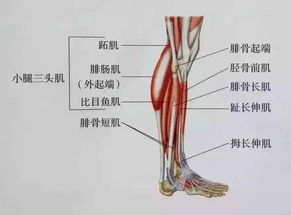 而且越向远端压力越大;另外,其内侧小腿腓肠肌间静脉丛有来自比目鱼肌