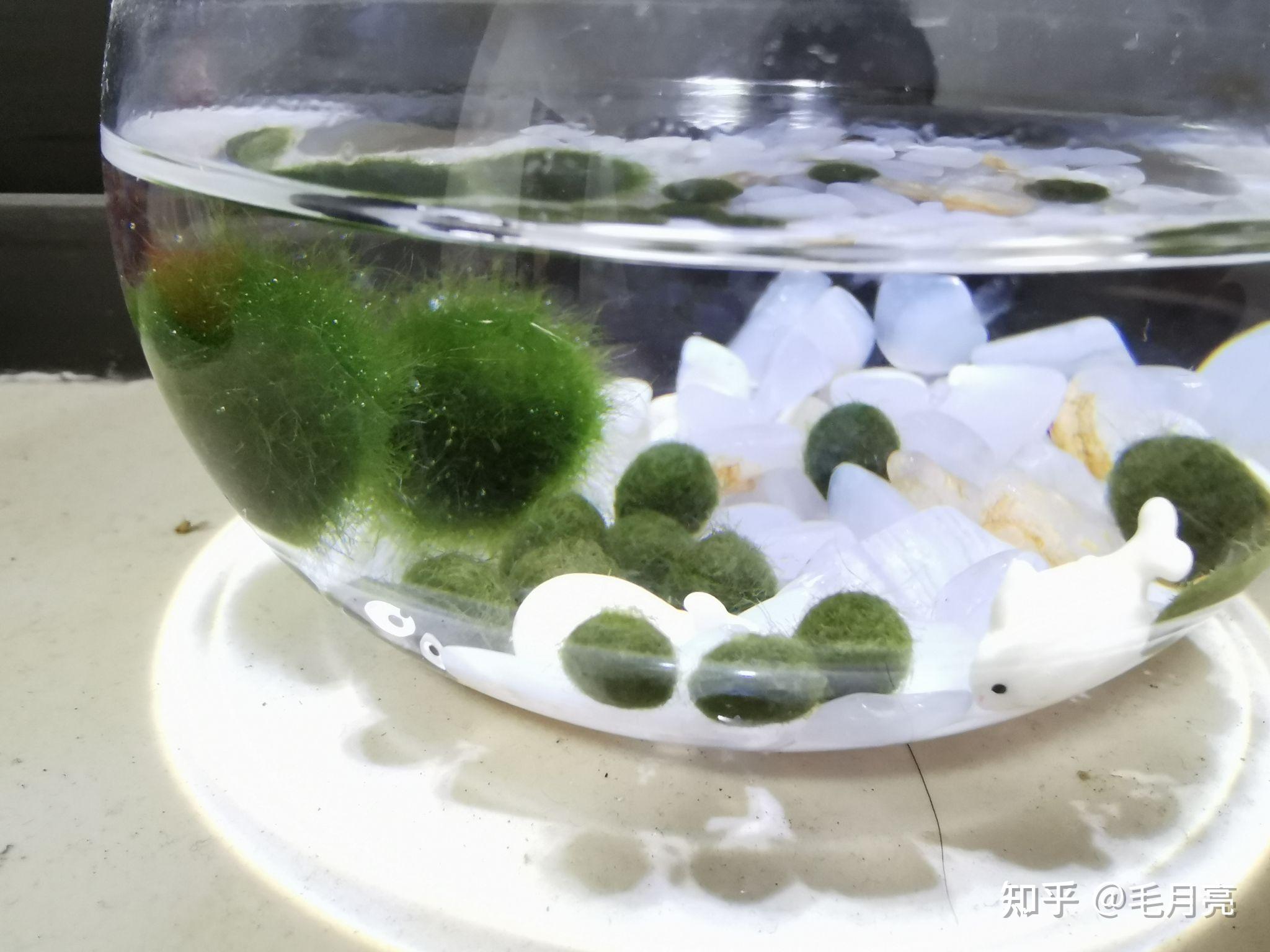 养海藻球必须用营养液吗