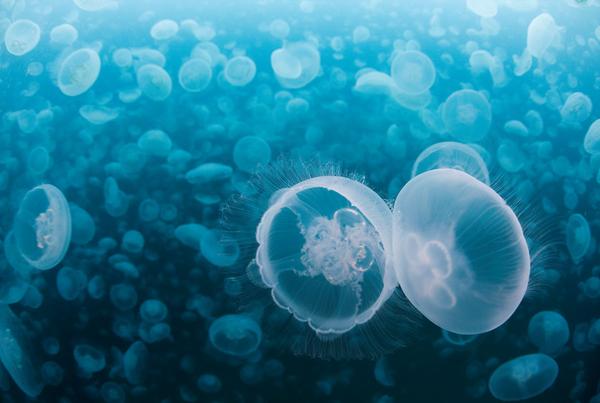 纪录片《海洋》中的水母