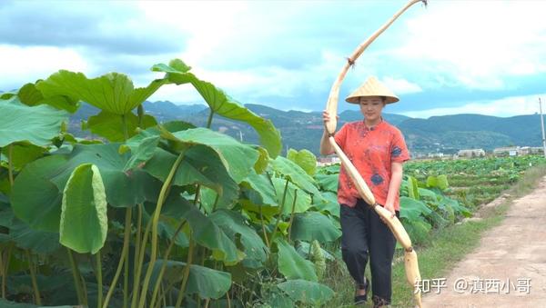 【滇西小哥】徒手挖十斤鲜藕,把云南夏日的荷塘美味做