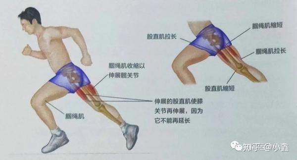 主动肌拮抗肌协同肌和稳定肌相互间的作用