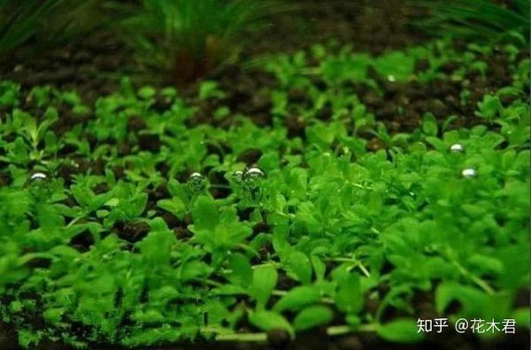 国家Ⅱ级濒危珍稀植物水中冷静的杀手盾鳞狸藻