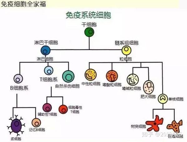 清言清雨护肤小课堂之皮肤免疫功能介绍篇