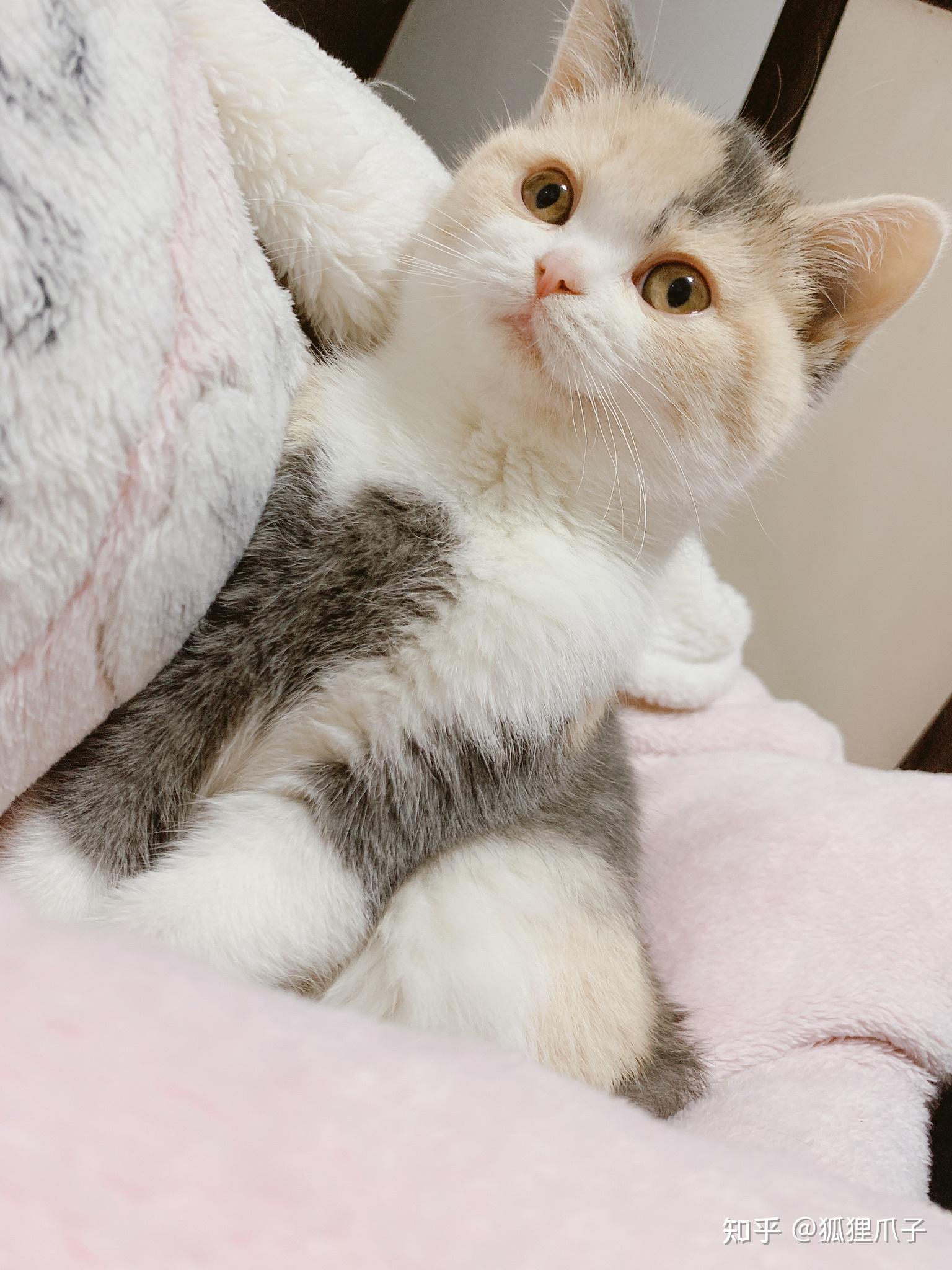 猫咪发呆的样子有多萌