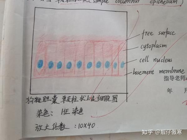 组织学与胚胎学红蓝铅笔绘图