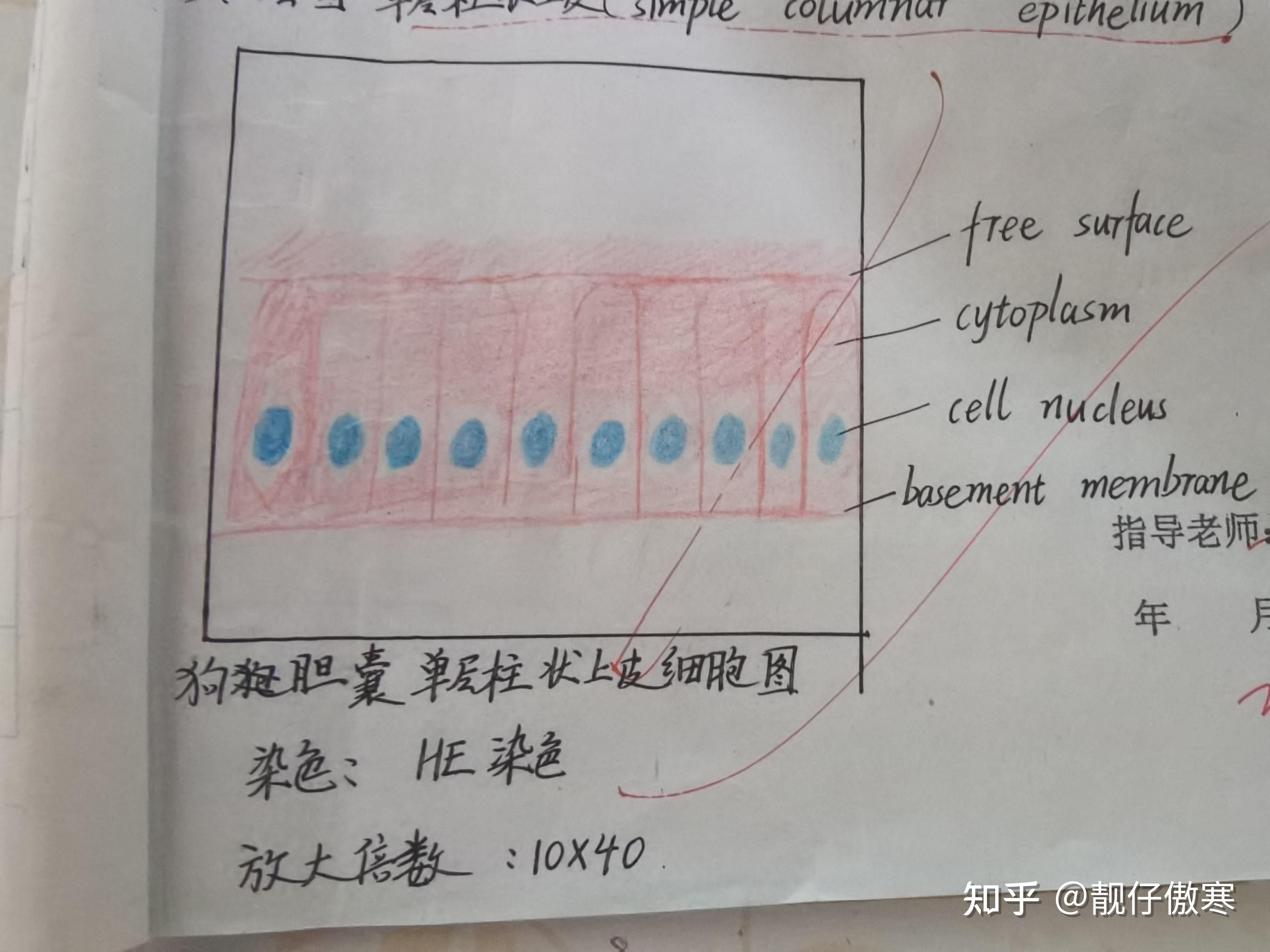 1,单层柱状上皮以下为组织学与胚胎学观察切片后的红蓝铅笔绘图,供