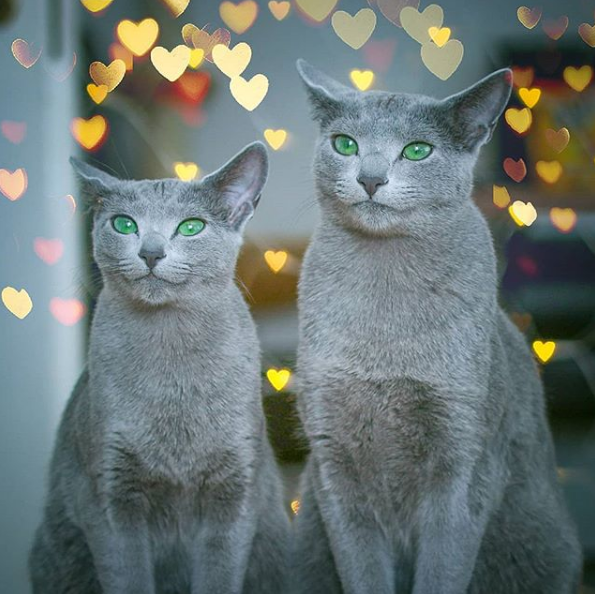 俄罗斯蓝猫小公主mya和绅士james是一对情侣 戴着小领巾拍照,特别有