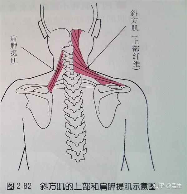 前蹲是放在颈前 这里我们归为一大类