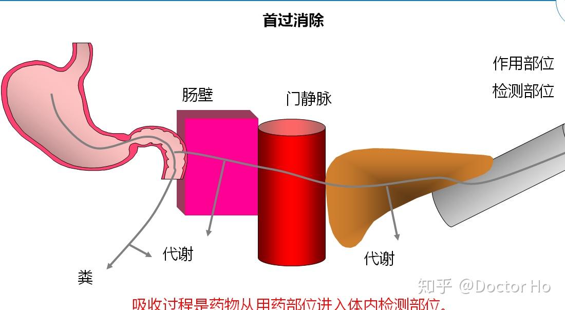 生物利用度,表观分布容积的药理学意义和计算公式;掌握肝药酶的特性