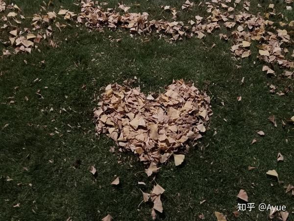 银杏叶摆出的爱心
