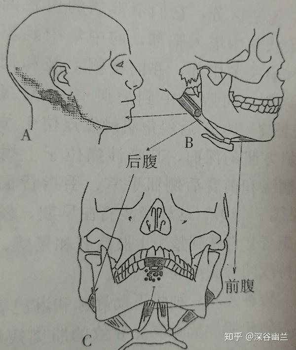 读书笔记—二腹肌,其他舌骨肌和颈前部肌的触发点