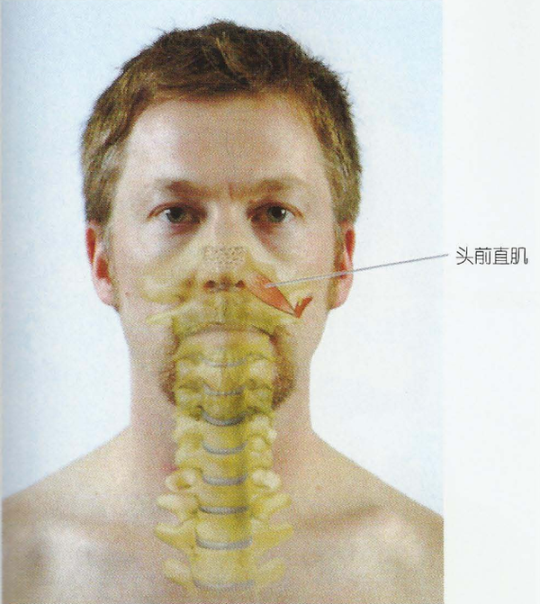 头前直肌(rectus capitis anterior)