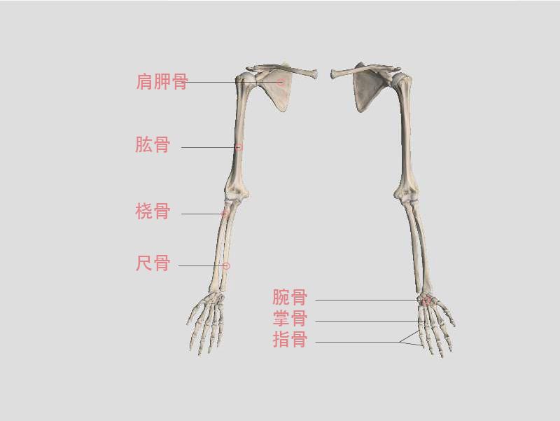 胸廓)上肢骨(可细分为上肢带骨及自由上肢骨)下肢骨(可细分为下肢带骨