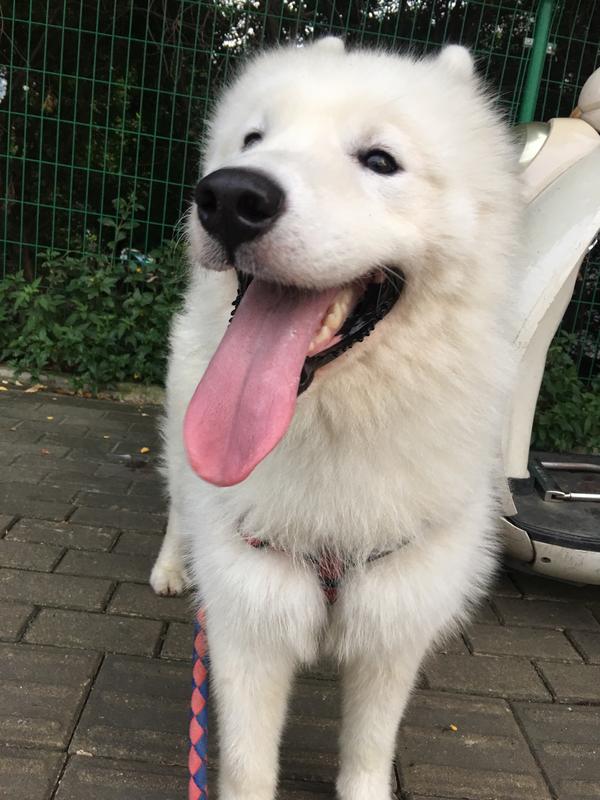 萨摩耶和柴犬,哪个比较好养?