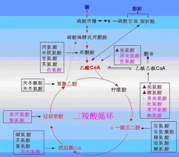 其中,在丙酮酸途径中,当脂肪酸氧化生成的乙酰辅酶a过多时,丙酮