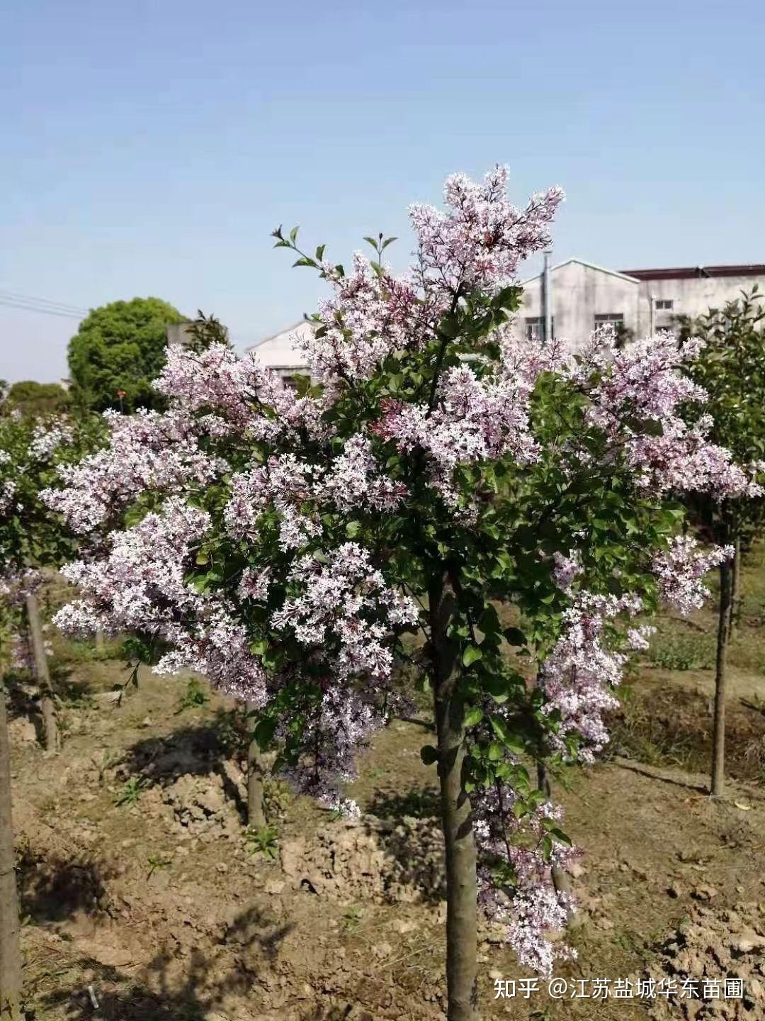 江苏盐城丁香苗木基地