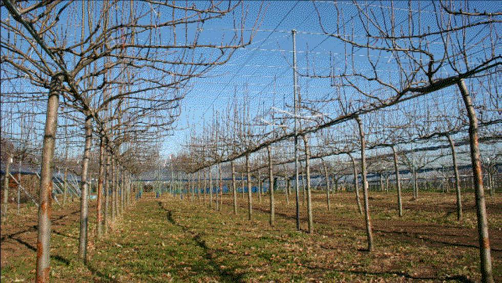 首发于桃梨汉水 桃梨汉水 自从2000年以来,梨树棚架栽培在我国的推广
