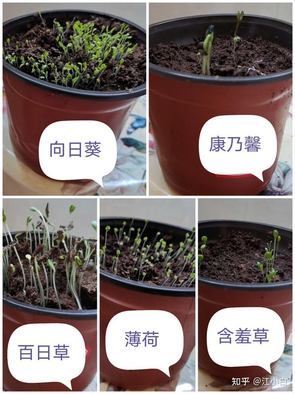 江小白在家从种子到开花的种植记录