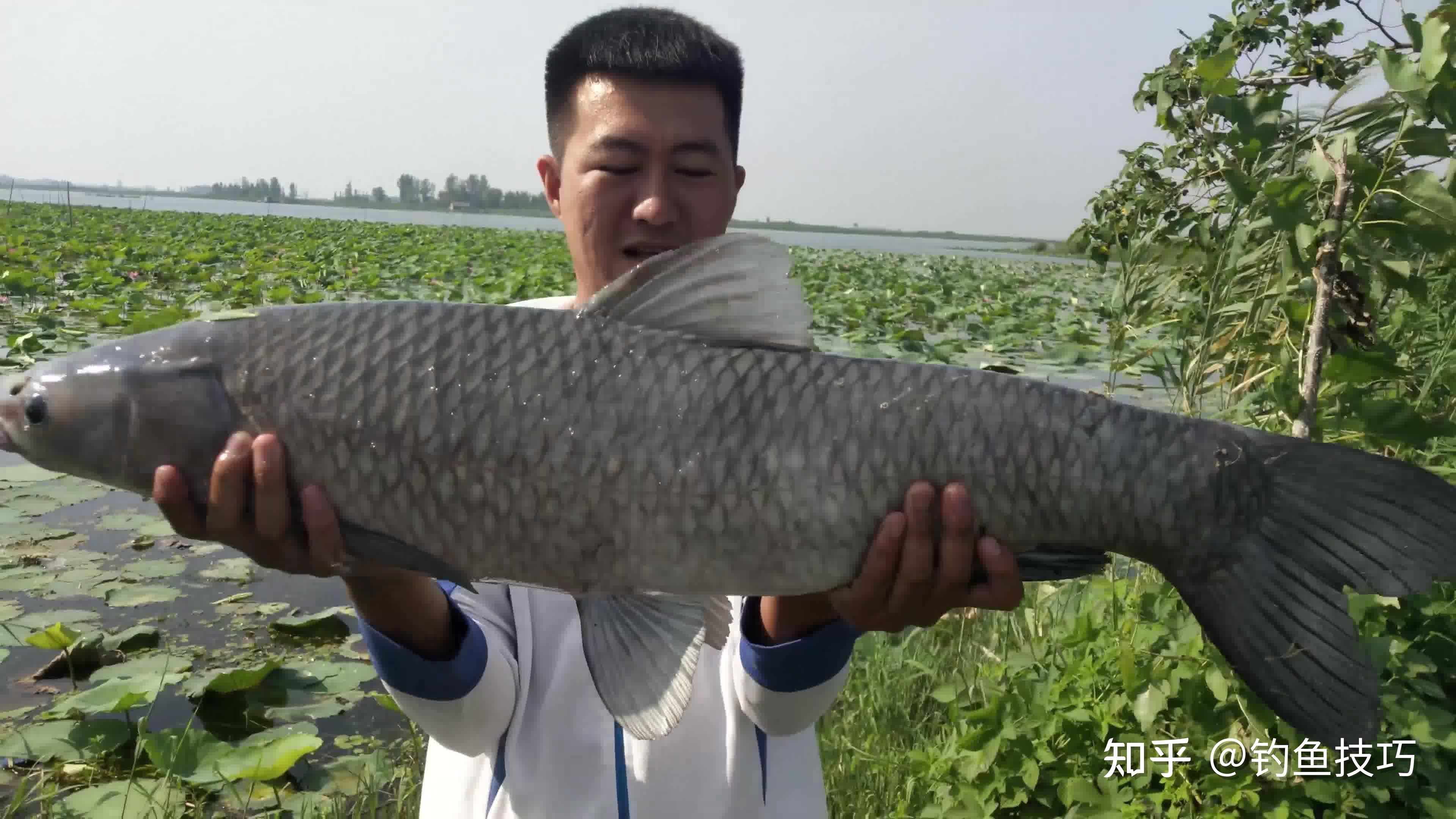 大青鱼爱干净又挑食有5个特殊习性钓大青鱼时务必注意这几点