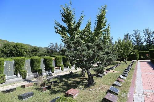 墓地墓穴旁边有大树好不好对人有什么影响