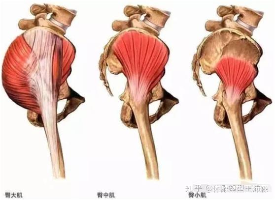 我们通常所说的臀部包括三块肌肉,分别是 臀大肌,臀中肌和臀小肌