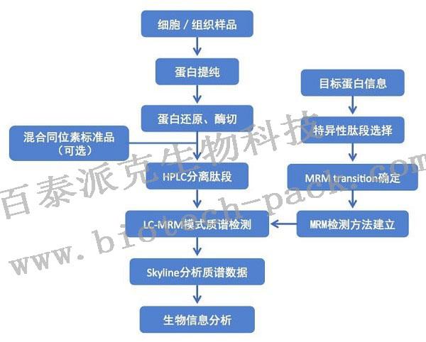 mrmprm定量蛋白组学分析