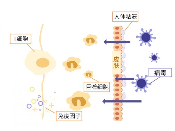 宝宝免疫力的守护卫士——合普诺免疫球蛋白辅食营养品