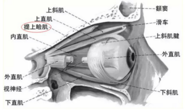 上睑提肌丨眼部整形系列科普第一篇