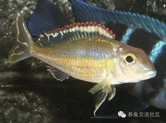 12cm地域:burundi学名:callochromis melanostigma红彩衣▼max体长