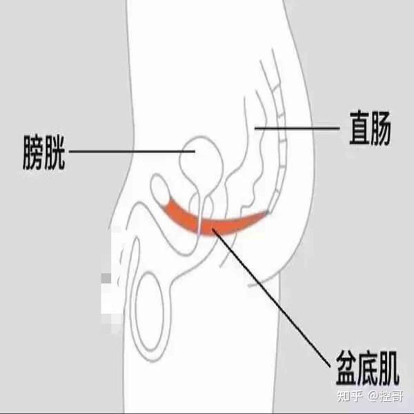 pc肌的作用是什么怎么锻炼pc肌