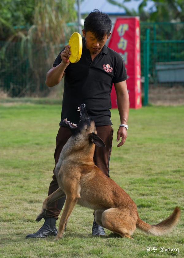 训犬学校训练狗狗训狗基地中山训狗伊甸园训犬基地