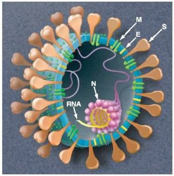 *图为冠状病毒.它的外层是包膜和蛋白质,里面是它的遗传物质rna.