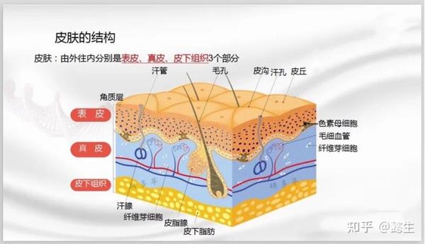 我们不当使用护肤品的话,会造成皮肤保护层受损,那么啥是皮肤保护层