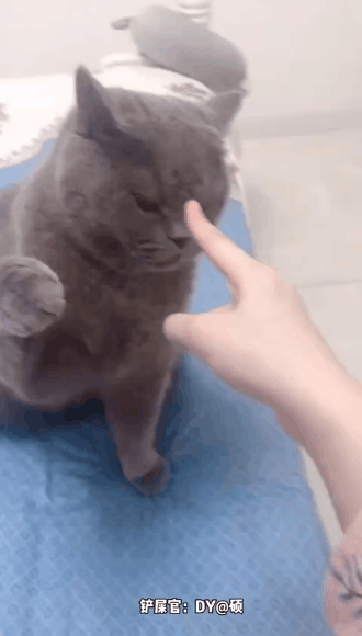 吸猫一时爽养猫一直爽奉劝你千万不要惹一只猫生气不然