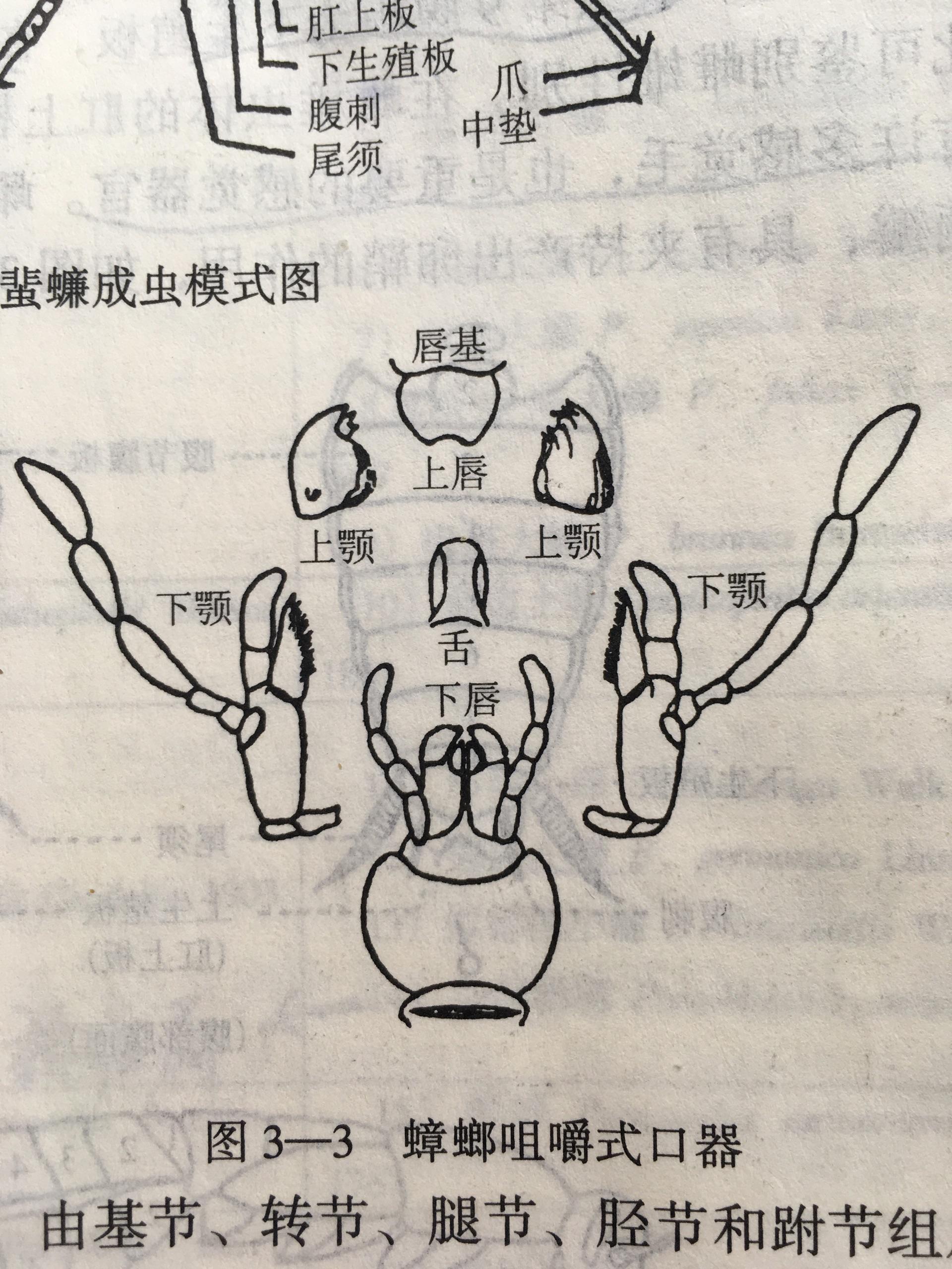 谢邀蟑螂是咀嚼式口器,有上颚和下颚各一对,上颚发达,其上有切齿叶和