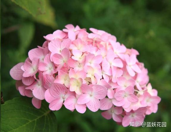 金银花生命力顽强,耐贫瘠,开花又多,管理简单,无论是地栽还是盆栽都