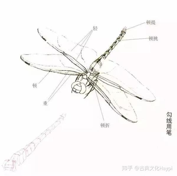 用小狼毫勾线笔按结构分轻重浓淡用笔,绿,黑,青,深红蜻蜓都用墨色勾线